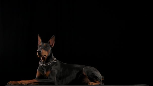 襟のドバーマン・ピンチャーは嘘をつき、スタジオでは黒い背景であくびをしている。犬はスローモーションで頭を回し、カメラを見て回ります。閉じろ!. — ストック動画