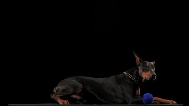 Doberman Pinscher miente y menea sus orejas triangulares de una manera divertida. Junto al perro está su bola azul de juguete. La mascota está aislada sobre un fondo negro en cámara lenta. De cerca.. — Vídeo de stock