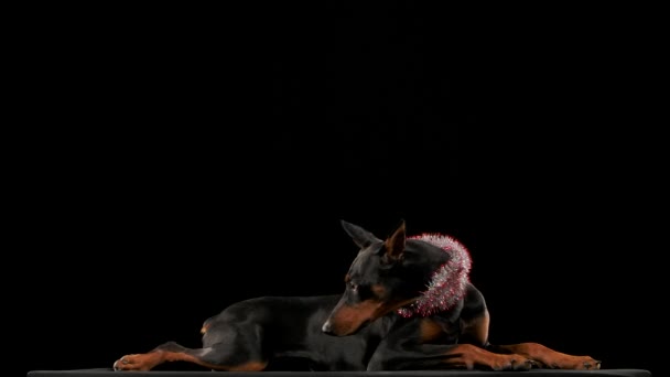 Vista laterale di un sdraiato Doberman pinscher con fili di lame di Capodanno intorno al collo in studio su uno sfondo nero. Il cane sbadiglia largo al rallentatore. Buon anno e buon Natale. Da vicino.. — Video Stock