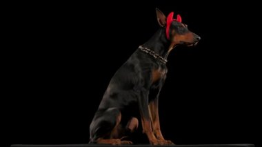 Doberman Pinscher siyah bir arka planda stüdyoda izole edildi. Köpek tam büyümüş olarak oturur ve kırmızı boynuzlar takan başını yavaşça yana çevirir. Cadılar Bayramı teması. Kapat..