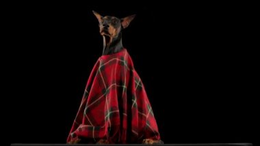 Kırmızı ekose battaniyeli koyu kahverengi bir dobermanın portresi. Köpek başını farklı yönlere çevirir ve üçgen kulaklarını yavaş çekimde oynatır. Kapat..