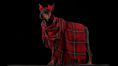 Kırmızı ekose battaniyeli bir Doberman Pinscher ve şeytan boynuzları büyümekte. Köpek başını çevirir ve tüm vücudunu yavaş çekimde kameraya doğru çevirir. Kapat..
