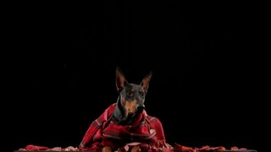 Bir Doberman Pinscher 'in ön portresi yavaşça düşen yaprakların üzerinde yatıyor. Köpek siyah arka planda izole edilmiş. Web afişi için fikir. Sonbahar teması. Kapat..