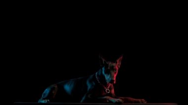Doberman Pinscher stüdyoda kırmızı ve mavi ışıkta siyah bir arkaplanda yatıyor. Yorgun bir köpek ağır çekimde uykuya dalar. Kapat..