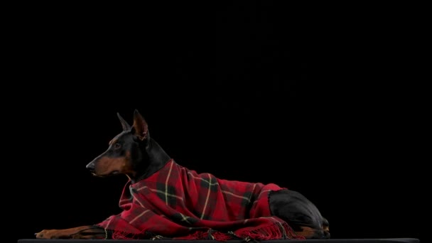 Doberman pinscher lies covered with a checkered blanket in the studio on a black background. The dog opens and closes its mouth as if it is chewing on something and looks around in slow motion. Close — Stock Video