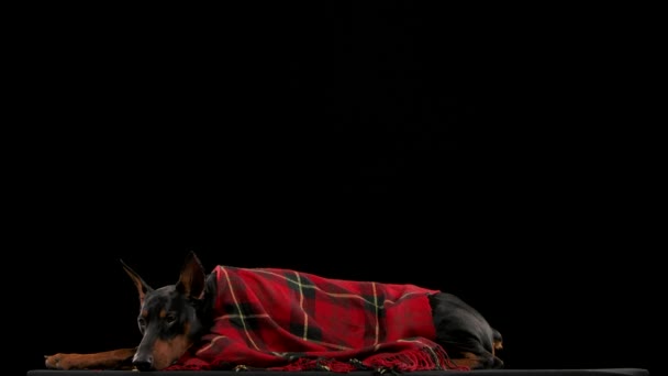 A dark brown Doberman, wrapped in a red checkered blanket, lies with its head resting on its front legs. The dog is resting in the studio on a black background in slow motion. Close up. — 비디오