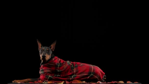 A purebred Doberman pinscher lies in a red checkered blanket in the studio on a black background on fallen leaves. Red autumn leaves fall on top of the dog in slow motion. Autumn leaf fall. Close up. — Stock Video