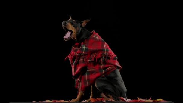 Un Dobuerman Pinscher con una manta a cuadros roja se sienta sobre hojas caídas y bosteza en cámara lenta. Las hojas de otoño de color caen encima de la mascota. Perro en el estudio sobre fondo negro. De cerca.. — Vídeos de Stock