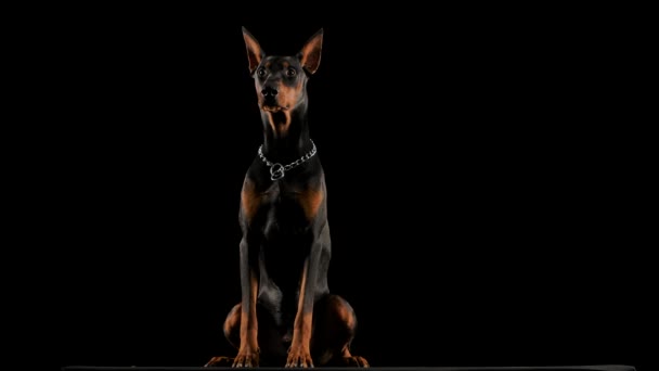 Frontaal portret van een Doberman Pinscher zittend in een studio tegen een zwarte achtergrond. De hond draait zijn hoofd en likt zijn lippen in slow motion. Sluiten.. — Stockvideo