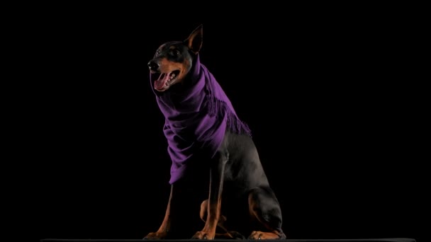 Studio porträtt av en glad Doberman i en lila halsduk med ett öra sticker ut från under den. Hunden sitter full längd och gäspar brett, sticker ut en rosa tunga i slow motion. Isolerad över svart — Stockvideo