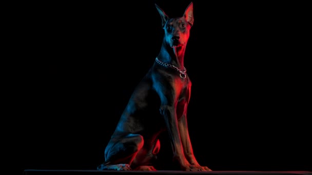 Lydig hund Doberman Pinscher rasen sitter i studion på en svart bakgrund i rött och blått ljus. Hunden rullar runt huvudet i slow motion. Närbild. — Stockvideo