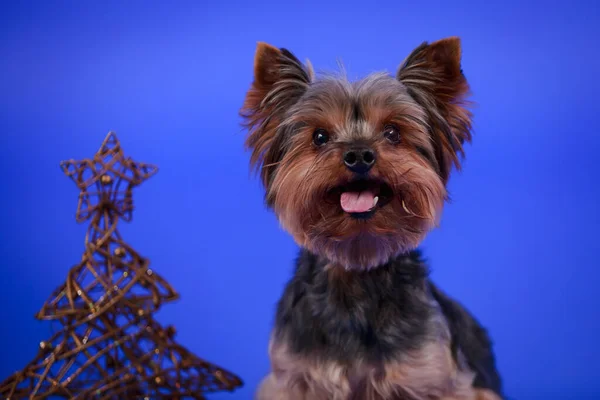 Een grappige Yorkshire terriër glimlacht naar de camera, steekt zijn roze tong uit. De hond zit in de buurt van een kerstboom gemaakt van gouden draad op een blauwe achtergrond in de studio. Sluiten.. — Stockfoto