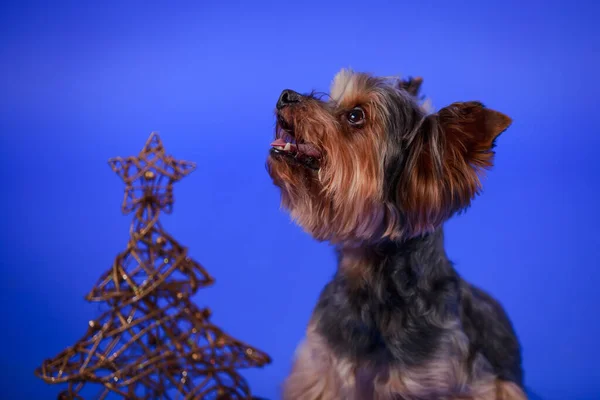 Bir Yorkshire Terrier köpeği, mavi arka planda altın telden yapılmış Noel ağacının yanındaki stüdyoda yatıyor. Evcil hayvan hafifçe başını kaldırır ve şaşkınlıkla yukarı bakar ağzı ayrık olarak. Kapat.. — Stok fotoğraf