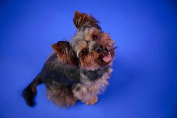 Vista superior de um terrier de Yorkshire no estúdio em um fundo azul. O cão se senta com a cabeça para cima, olha para a câmera e sorri com a língua para fora. Animais de estimação adoráveis. Fechar. — Fotografia de Stock