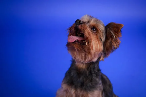 Vista frontal de un lindo Yorkshire terrier en el estudio sobre un fondo azul. El perro se sienta con la cabeza en alto y sonríe con su lengua rosa sobresaliendo. De cerca.. —  Fotos de Stock