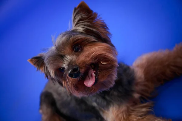 Decoratieve indoor hond Yorkshire Terrier ras in de studio op een blauwe helling achtergrond. Close-up van een glimlachend gezicht van een liegend huisdier. — Stockfoto