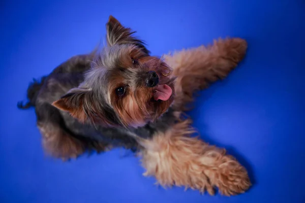 Yorkshire Teriyeri stüdyoda mavi arkaplan manzaralı bir yerde uzanıyor. Köpek gülümser ve kameraya bakar. Takvim ve komik kartpostallar için fikirler. Kapat.. — Stok fotoğraf