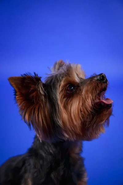 Retrato de perfil de un lindo Yorkshire terrier en el estudio sobre un fondo azul. La mascota satisfecha levantó la cabeza y abrió la boca en anticipación de la golosina. El primer plano del hocico de los perros. —  Fotos de Stock