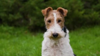 Yorgun tilki teriyeri yeşil çimlerin bulanık arka planında bir bahar parkında oturur. Hayvan dikkatlice ileriye bakar, sonra başka yere bakar. Köpeğin ağızlığını kapat. Yavaş çekim.