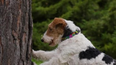Tilki teriyerinin profil portresi parktaki bir ağaç gövdesinde duruyor. Köpek ağzını açar ve kapatır, sonra bir ağacın kabuğunu kemirmeye başlar. Yavaş çekim. Kapat..