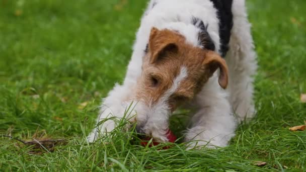 Lustigt jävla räv terrier som leker på en grön gräsmatta i en vårpark. Närbild av en hund ansikte försöker ta en leksak röd boll med tänderna. Långsamma rörelser. — Stockvideo