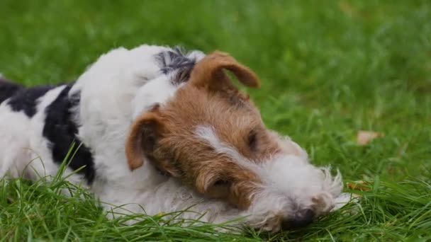 フォックステリア犬は緑の芝生の上の公園にあります。ペットはおもちゃに赤いゴムボールを噛んだ。ペットと遊ぶ。閉めろ。スローモーション. — ストック動画