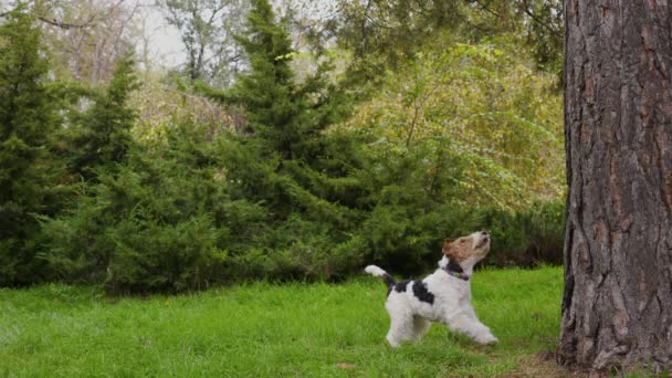 Caminando por el parque, un perro zorro terrier se detuvo cerca del tronco de un árbol. La mascota está tan interesada en algo en la parte superior del árbol que el perro se agacha y salta bruscamente. Movimiento lento. — Vídeos de Stock