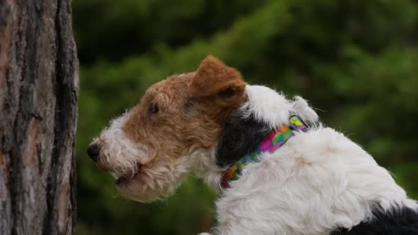 木の幹に前足を傾けているキツネのテリア犬は、樹皮にうなります。公園の緑の木々のぼやけた背景に犬の銃口を閉じます。スローモーション. — ストック動画