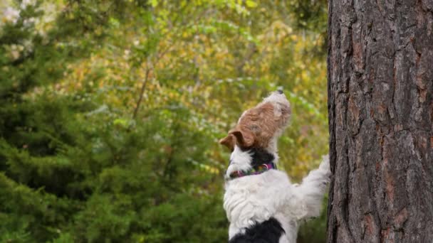 Le renard terrier dans le parc se tient sur ses pattes postérieures, reposant ses pattes antérieures sur un tronc d'arbre. Le chien lève les yeux et griffes, en essayant d'obtenir ce qui l'intéressait. Au ralenti. Gros plan. — Video