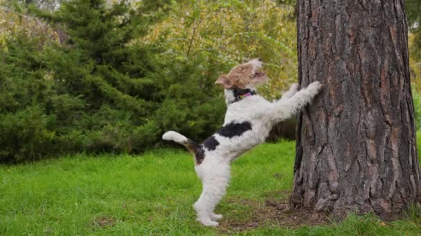 El zorro terrier en el parque está de pie sobre sus patas traseras, apoyando sus patas delanteras contra un tronco de árbol y agitando su cola. El perro mira hacia arriba y engarza, tratando de conseguir lo que le interesa. Movimiento lento. — Vídeos de Stock