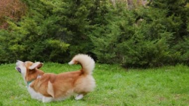 Çimenli parkta köpek cinsi Galli Corgi Pembroke. Bir köpek arka ayakları üzerinde durur, atlar ve ağzı açık bir şekilde oturur ve dili dışarı çıkar. Yan görüş. Ağır çekim. Kapat..