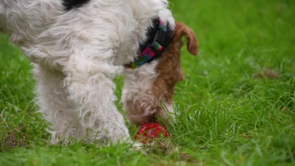 Terrier raposa puro sangue caminha pelo parque. O cão lambe sua bola vermelha de brinquedo e come a grama verde. O conceito de cuidados com animais de estimação, brincar e treinamento. Movimento lento. Fechar. — Vídeo de Stock