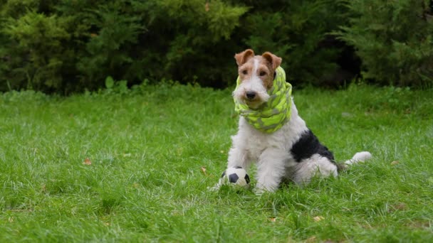 Ett porträtt av en allvarlig fläckig räv terrier sitter nära en boll med en grön halsduk runt halsen. Hunden på gräsmattan i parken, sitter och slickar sina läppar. Närbild. Långsamma rörelser. — Stockvideo