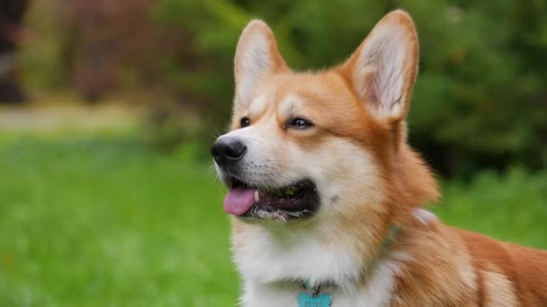 Retrato de perfil del adorable perro Pembroke Welsh Corgi sobre fondo de hierba verde borrosa. Acercamiento de un bozal de perros en un collar de nombre turquesa con su lengua colgando. Movimiento lento. — Vídeo de stock