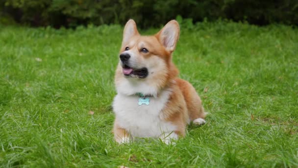 Un hermoso Pembroke Welsh Corgi blanco rojizo se sienta, mira hacia adelante, sobre la hierba verde en el parque. El perro comienza a torcer su cabeza y ladrar. Día de perros, día de mascotas. De cerca. Movimiento lento. — Vídeos de Stock