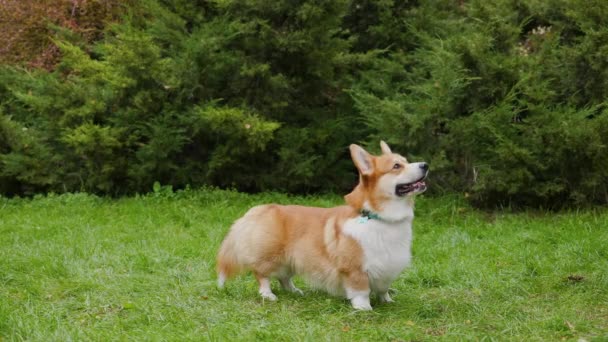 Um cão da raça Corgi Pembroke galês fica em um gramado verde no parque e olha para a frente com uma cabeça ligeiramente levantada. Visão lateral de comprimento total. Fecha. Movimento lento. — Vídeo de Stock