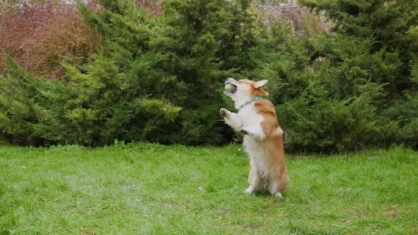 Walesisk corgi pembroke står i parken. En tennisboll flyger mot husdjur, hunden hoppar upp för att ta den. Djuret tar bytet med tänderna i farten. Sakta i backarna. Närbild. — Stockvideo