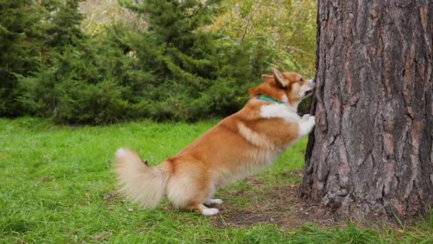 Retrato de perfil de un perro galés Corgi Pembroke, que descansa sus patas delanteras sobre un tronco de árbol en el parque. El perro huele y roe la corteza de un árbol. Movimiento lento. — Vídeos de Stock