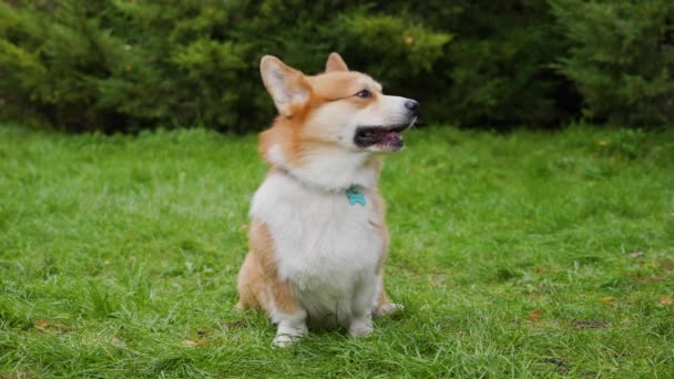 Un beau Pembroke Welsh Corgi blanc rougeâtre est assis, regarde vers l'avant, sur l'herbe verte dans le parc. Le chien commence à se tordre la tête et à aboyer. Ferme là. Mouvement lent. — Video