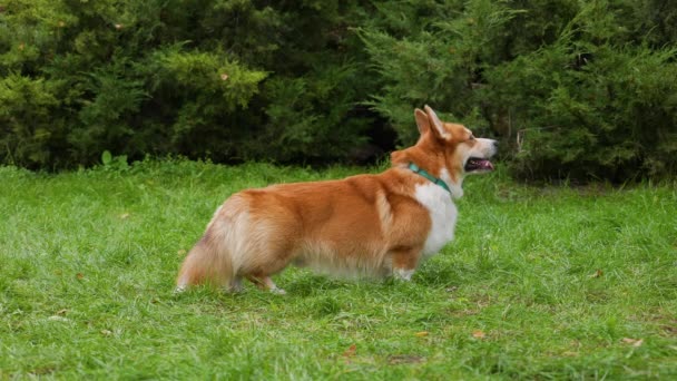 Sidovy över den walesiska Corgi Pembroke hunden i parken. Husdjuret står i full tillväxt och tittar framför sig, sticker ut tungan. Närbild. Långsamma rörelser. — Stockvideo