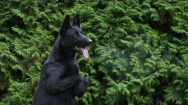 Siyah Alman çoban köpeği arka ayakları üzerinde duruyor, ön ayaklarını önünde tutuyor. Köpek pembe dilini dışarı çıkardı ve ağzından buhar çıkıyor. Ağır çekim. Kapat..