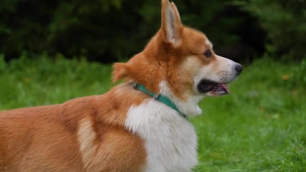 Retrato de perfil de un Pembroke Welsh Corgi en el parque. El primer plano del hocico para perros. La mascota mira delante de ella, luego gira bruscamente su cabeza dirigiendo su mirada a la cámara. Movimiento lento. — Vídeos de Stock