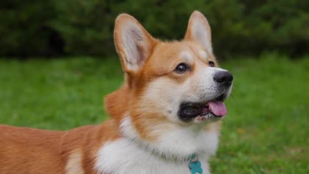 Pembroke Welsh Corgi em fundo borrado de grama verde. Feche o focinho de um cão em uma coleira azul-turquesa com uma língua saliente. O cão olha para a frente e não se move. Movimento lento. — Vídeo de Stock