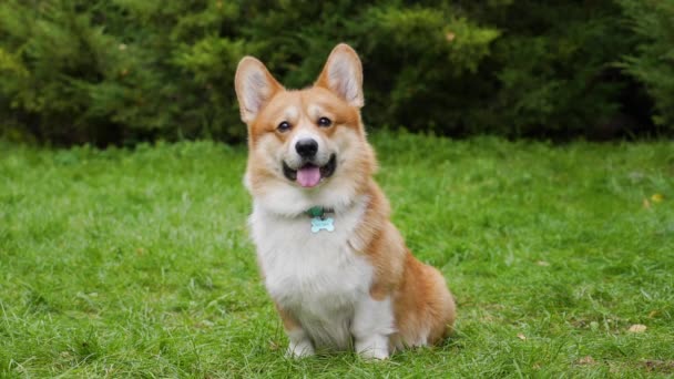 Un hermoso Pembroke Welsh Corgi blanco rojizo se sienta, mira hacia adelante, sobre la hierba verde en el parque. El perro comienza a torcer su cabeza hacia los lados. De cerca. Movimiento lento. — Vídeo de stock