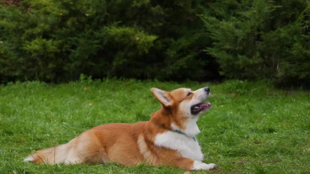 Walesiska corgi pembroke promenader i parken på en grön gräsmatta. Hunden ligger med öppen mun, huvudet lyft och tittar upp. Ångan kommer ut ur hundarnas mun, dagen är kall. Närbild. Långsamma rörelser. — Stockvideo