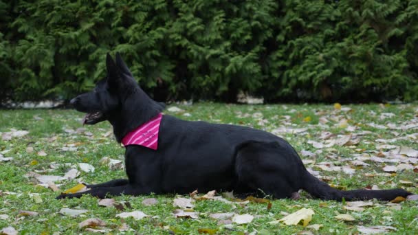Černý německý ovčácký pes v červeném krčku leží s jazykem visícím v parku na zelené trávě s padlým. Pes se podívá dopředu a olízne si rty. Zpomal. Zavřít. — Stock video