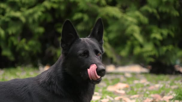 Siyah bir Alman çoban köpeğinin profil portresi bir sonbahar ormanının bulanık arka planına karşı açık ağızlı ve çıkıntılı bir dille ayakta duruyor. Sonbahar, soğuk gün. Ağır çekim. Kapat.. — Stok video