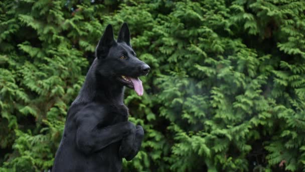 검은 독일산 셰퍼드 개는 뒷다리로 서서 앞발을 앞으로 내밀고 있다. 개는 분홍색 혀를 내밀어 증기를 내뿜고 있다. 느린 동작. 닫아. — 비디오