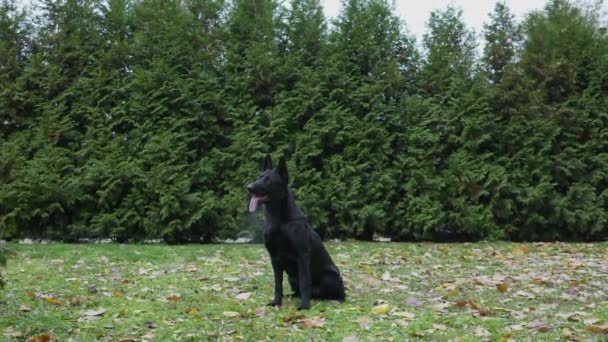 Un perro pastor alemán negro se sienta en el parque. El perro mira hacia delante y salta bruscamente, agarrando el anillo púrpura con sus dientes sobre la marcha y llevándolo a su dueño. En cámara lenta. De cerca.. — Vídeos de Stock