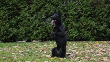 Kara Alman kurdu arka ayakları üzerinde, ön bacakları önünde duruyor. Köpek ağzından buhar çıkan pembe dilini dışarı çıkardı. Sonbahar parkında bir evcil hayvan. Yavaş çekim.